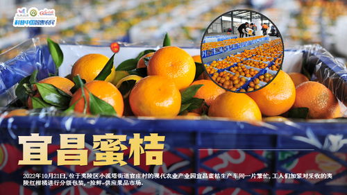 静宁苹果与宜昌蜜桔入选精品培育计划 中国果品品牌迎来新机遇